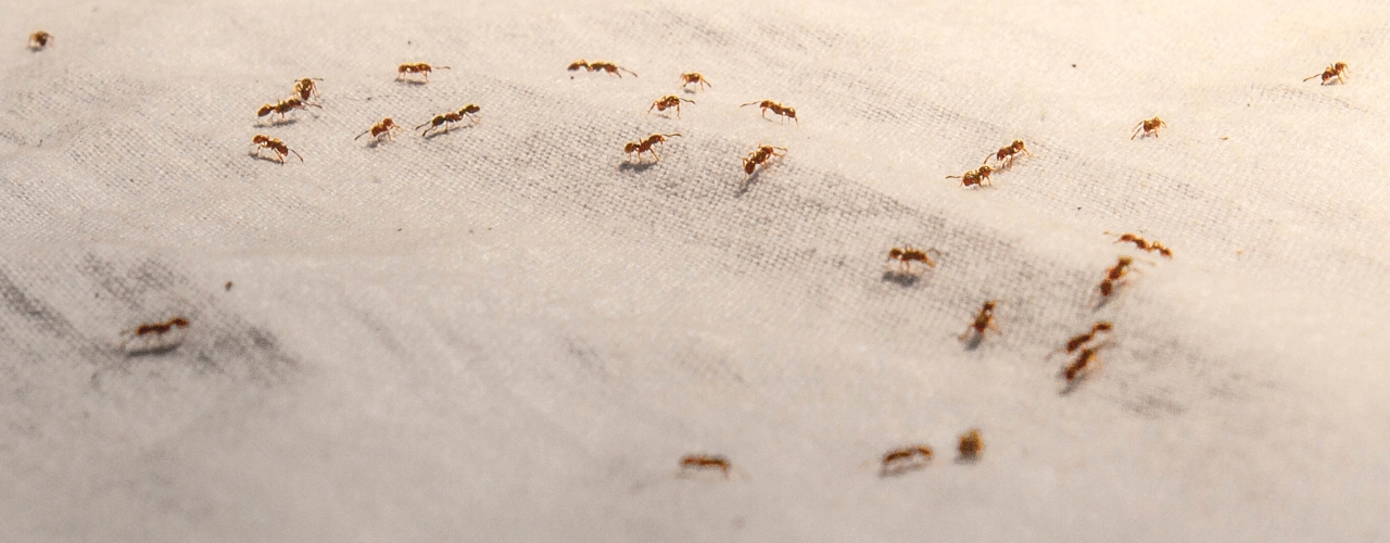 Formigas: um perigo quase invisível