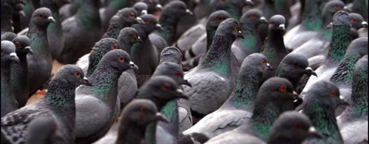 Cuidado com os Pombos, eles podem causar várias doenças